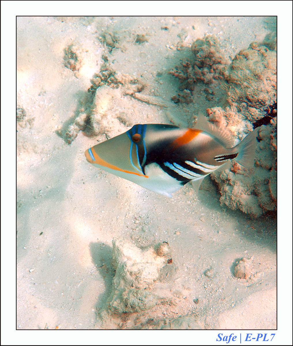 2019 - 07 - Snorkeling maldives - 15
